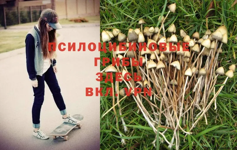 Псилоцибиновые грибы Cubensis  Гуково 